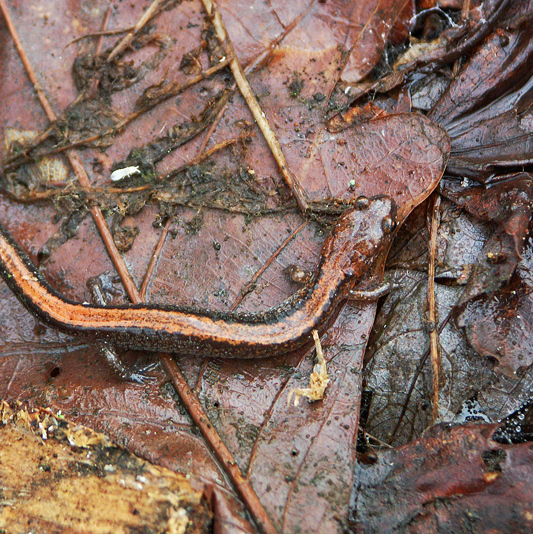 Woodland Amphibian Wonders — May 24 - logo